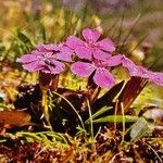 Dianthus glacialis Flower