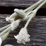 Cerastium tomentosum Flor