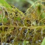 Utricularia australis Habit