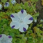 Nemophila maculata Flower