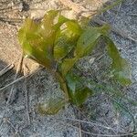 Potamogeton perfoliatus Leaf