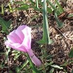 Ipomoea aquatica Flower