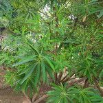 Euphorbia mellifera Lapas