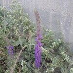 Salvia nemorosaFleur