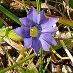 Gentiana prostrata Flor