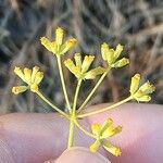 Bupleurum fruticescens Flor