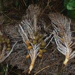 Raphia textilis Fruto