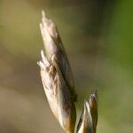 Danthonia decumbens Gyümölcs