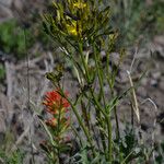 Crepis acuminata Habit