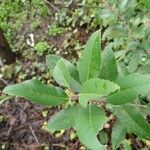 Photinia arbutifolia Blad