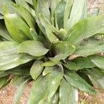 Aspidistra lurida List