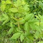 Rubus occidentalisYaprak