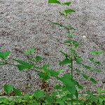 Peltaria turkmena Elinympäristö