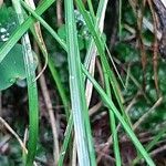 Carex remota 葉