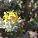 Hubertia tomentosa Λουλούδι