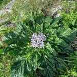 Mandragora officinarum ഇല