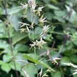 Arrhenatherum elatius Floro