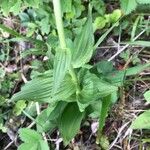 Epipactis helleborine Hostoa