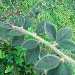 Cotoneaster franchetii Hoja