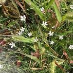 Petrorhagia saxifraga Habitus