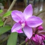 Spathoglottis plicata Flower