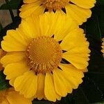 Helenium autumnale Çiçek