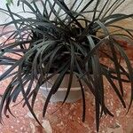 Ophiopogon planiscapusBlad