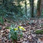 Narcissus bicolor Habit