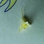 Linaria arenaria