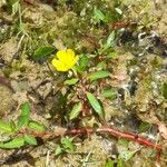 Ludwigia grandiflora Elinympäristö