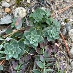 Euphorbia myrsinites List