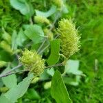 Betula pubescens Gyümölcs