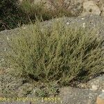 Artemisia barrelieri Habitatea