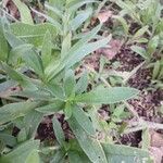 Anchusa officinalis Levél