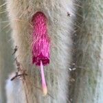 Cleistocactus strausii Floare