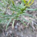 Senecio inaequidens Лист