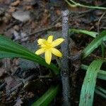 Curculigo orchioides Flower