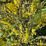 Verbascum speciosum Leaf