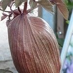 Angelica sylvestris Blüte