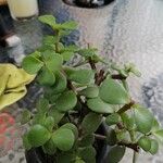 Portulacaria afraLeaf