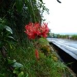 Hibiscus schizopetalus 花