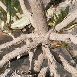 Banksia baueri Cortiza