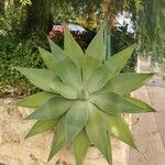 Agave attenuata পাতা