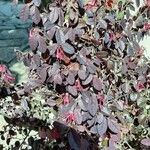 Loropetalum chinenseКвітка