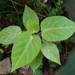 Passiflora ligularis Leaf