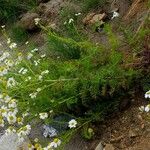 Tripleurospermum maritimum Pokrój