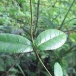 Mandevilla scabra Levél