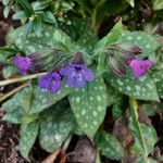 Pulmonaria affinis Libunga