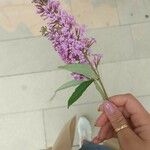 Buddleja japonica Cvet