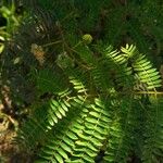 Leucaena leucocephala 葉